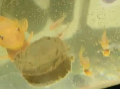 FREE Lemon blue eyes pleco babies