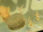 FREE Lemon blue eyes pleco babies