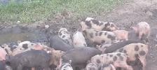 weaner pigs