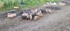weaner pigs - Photo 2