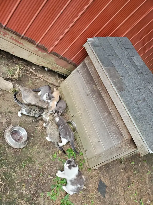 Kittens