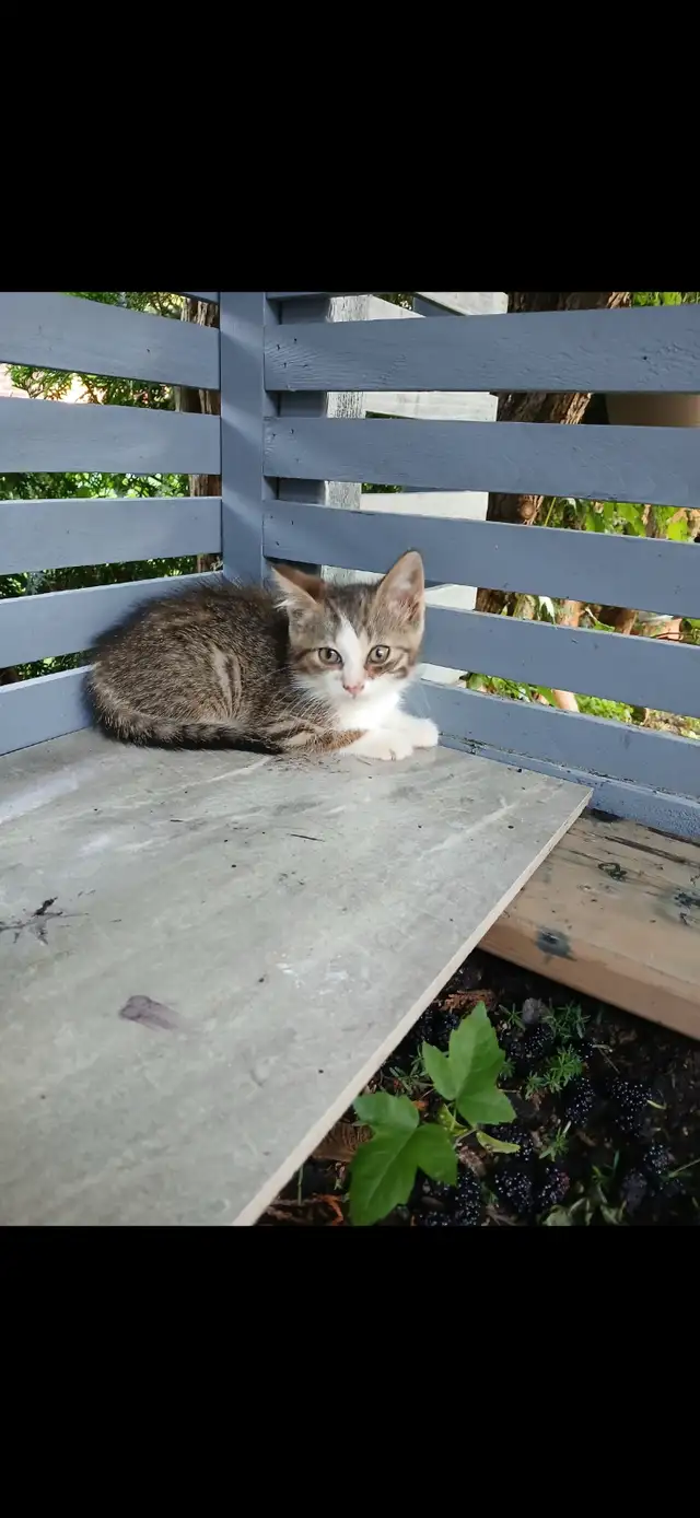 kittens for sale