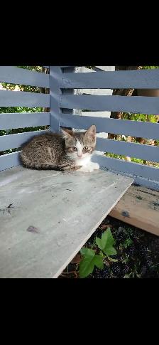 kittens for sale