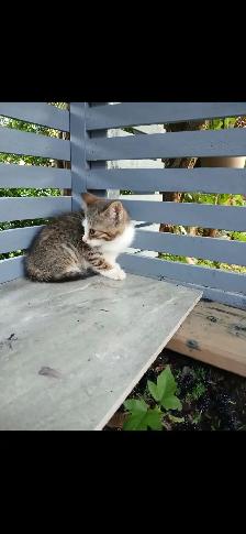 kittens for sale - Photo 2