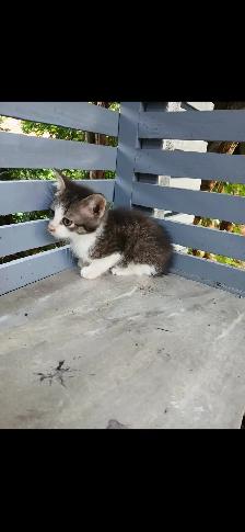 kittens for sale - Photo 3