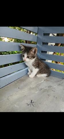 kittens for sale - Photo 4