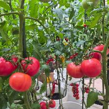All-inclusive Organic Liquid Fertilizer - Photo 3