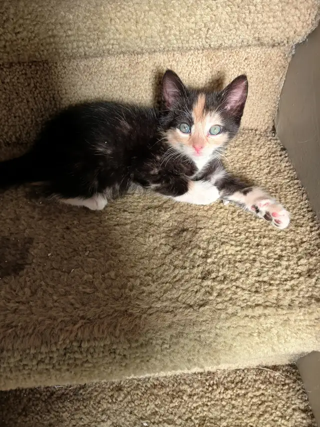 Adorable Ragamese Kittens!