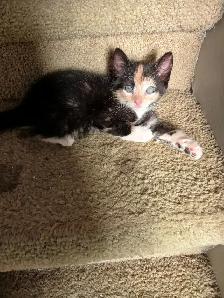 Adorable Ragamese Kittens!