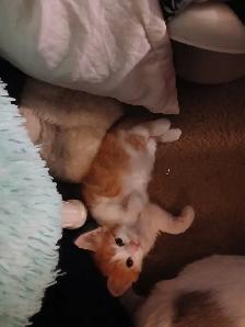 Adorable Ragamese Kittens! - Photo 2