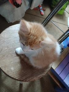 Adorable Ragamese Kittens! - Photo 3