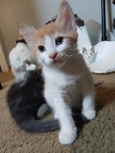 Adorable Ragamese Kittens! - Photo 4