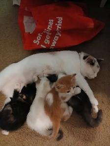 Adorable Ragamese Kittens! - Photo 5