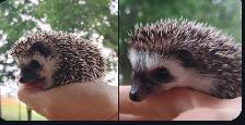 ❤️Cinnamon snowflake baby hedgehogs! Text to reply!