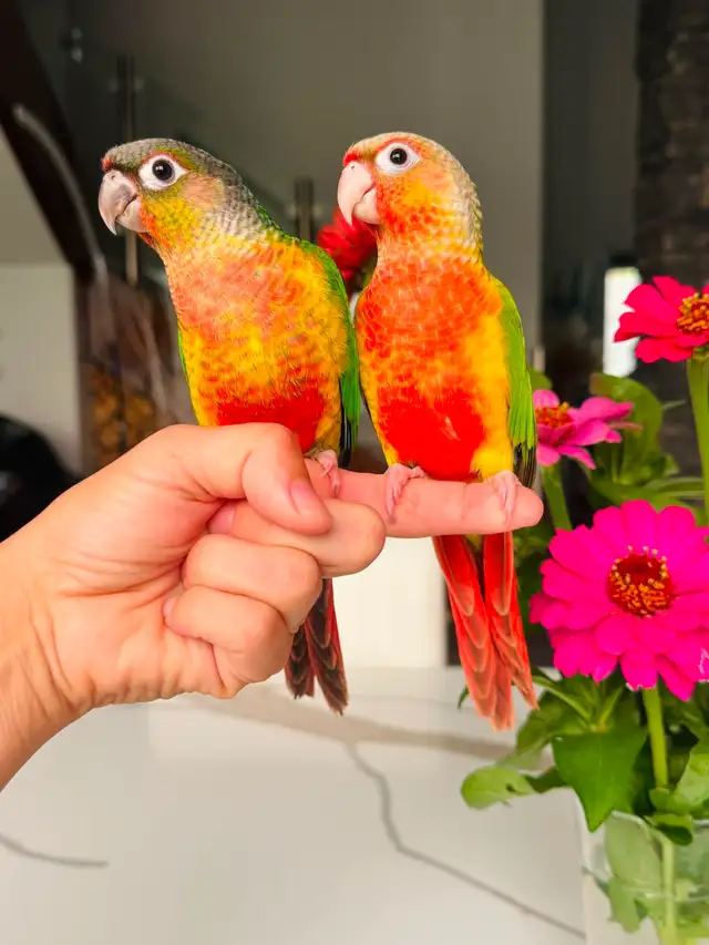 super friendly conures handtame