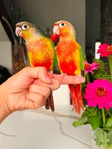 super friendly conures handtame