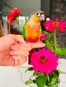 super friendly conures handtame - Photo 2