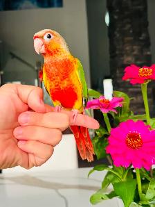 super friendly conures handtame - Photo 3