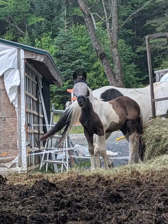 Poulain Paint Horse