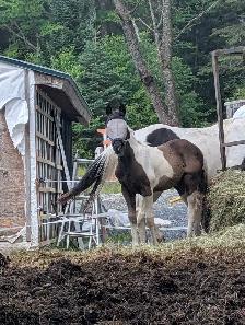 Poulain Paint Horse