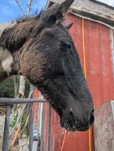 Poulain Paint Horse - Photo 2