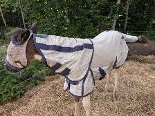 Poulain Paint Horse - Photo 3