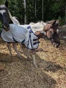 Poulain Paint Horse - Photo 4