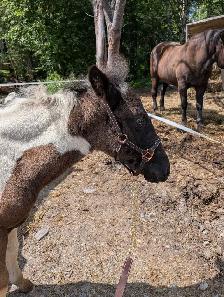 Poulain Paint Horse - Photo 5
