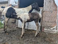 Poulain Paint Horse - Photo 6