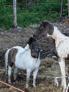 Poulain Paint Horse - Photo 7