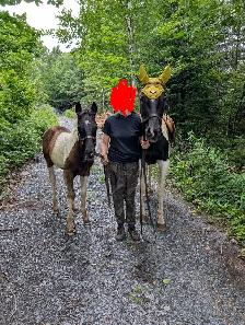 Poulain Paint Horse - Photo 8