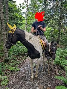 Poulain Paint Horse - Photo 9
