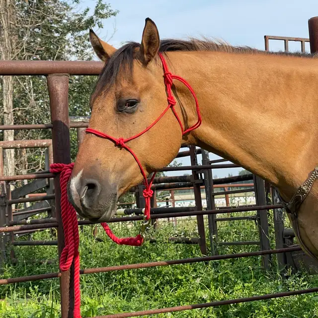 Beautiful gelding