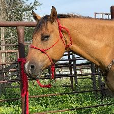Beautiful gelding