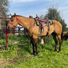Beautiful gelding - Photo 2