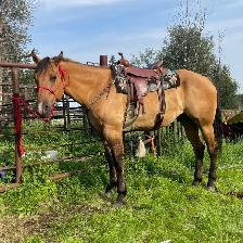 Beautiful gelding - Photo 3
