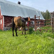 Beautiful gelding - Photo 4