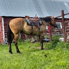 Beautiful gelding - Photo 5