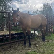 Beautiful gelding - Photo 6