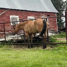 Beautiful gelding - Photo 7