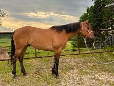 Beautiful gelding - Photo 8