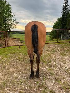 Beautiful gelding - Photo 9