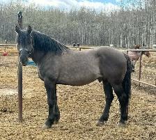 Beautiful gelding - Photo 10