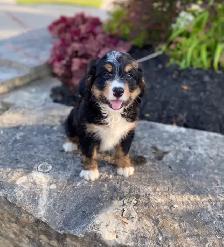 Mini Bernedoodle puppy