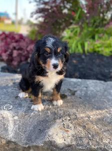 Mini Bernedoodle puppy - Photo 2