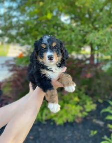 Mini Bernedoodle puppy - Photo 3