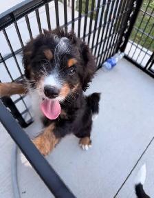 Mini Bernedoodle puppy - Photo 4