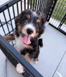 Mini Bernedoodle puppy - Photo 5