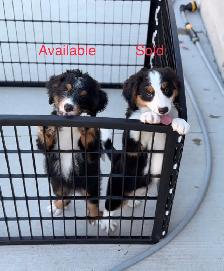 Mini Bernedoodle puppy - Photo 6