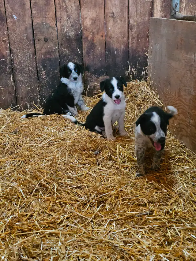 Border collie